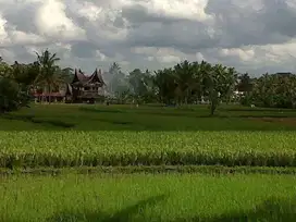 Freehold - Rare Land for Sale in Ubud - 2 Mins from Odette Ubud, Bali!