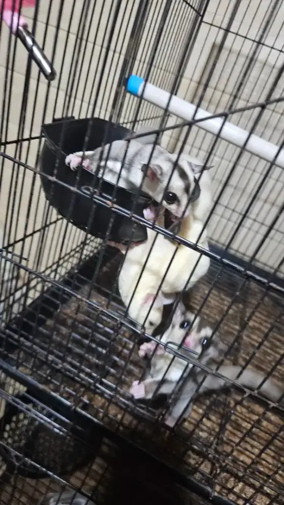 Sugar Glider Jinak Leucistic Betina
