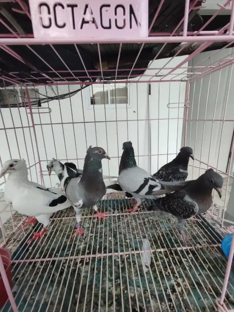 Merpati pos jambul