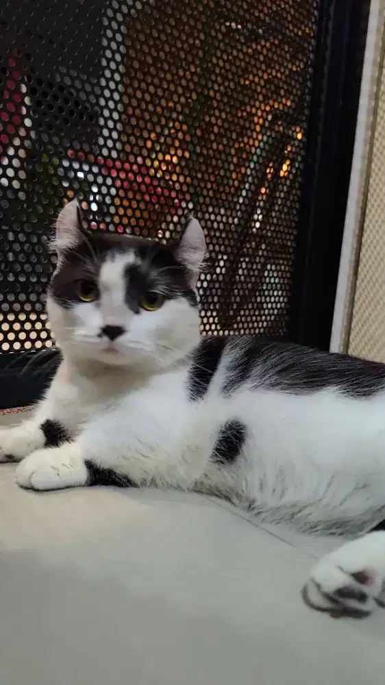 pacak / kawin kucing