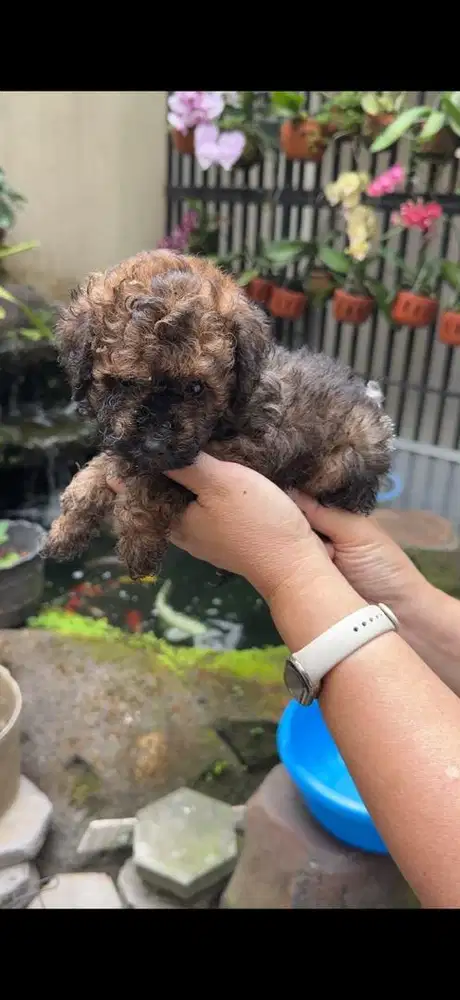 tiny maltipoo BETINA