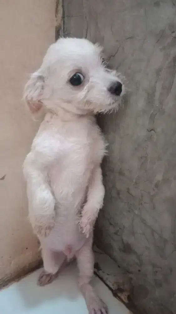 Anak Anjing Bichon mix Chihuahua