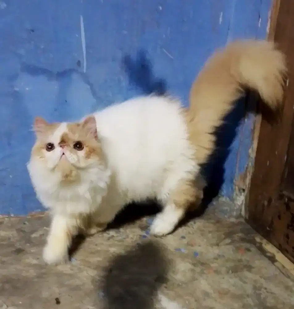 Jantan Persia Peaknose
