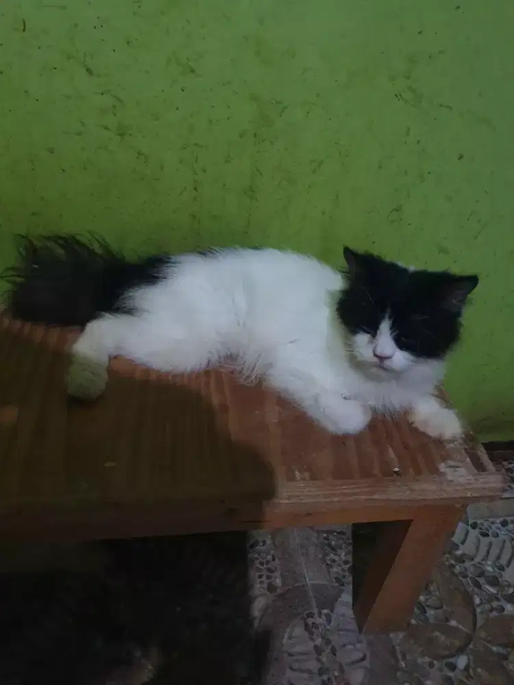 Persia medium ekor stengah