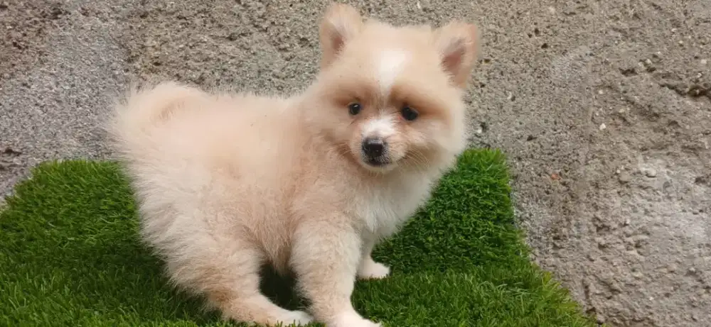 Anak anjing minipom Pomeranian pom