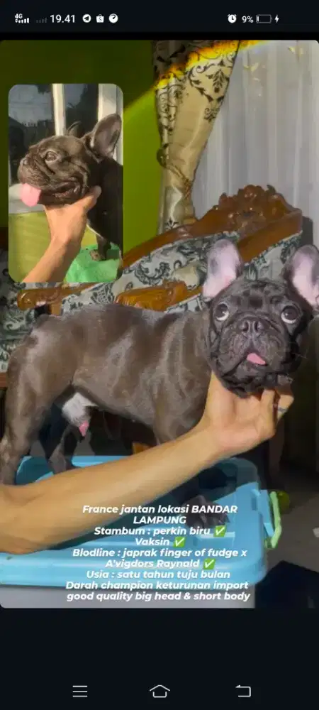 France bulldog good quality