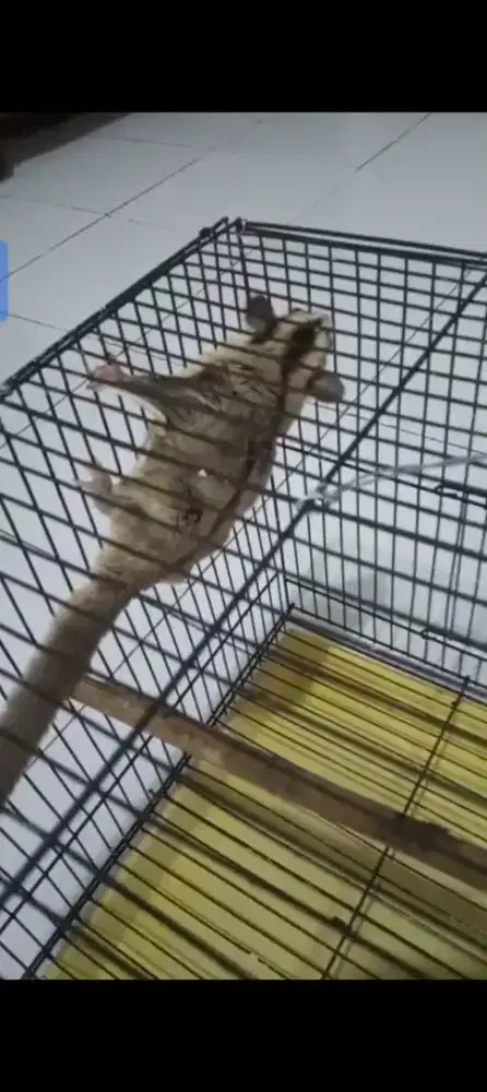 Jual sugar glider