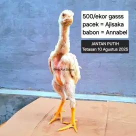 Anak ayam shamo jantan putih 1,5 bulan