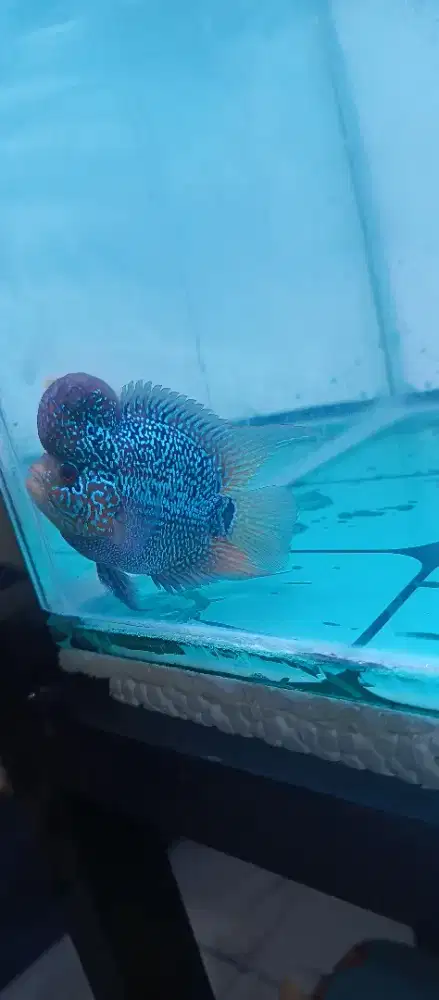 Ikan louhan SRD + aquarium full set
