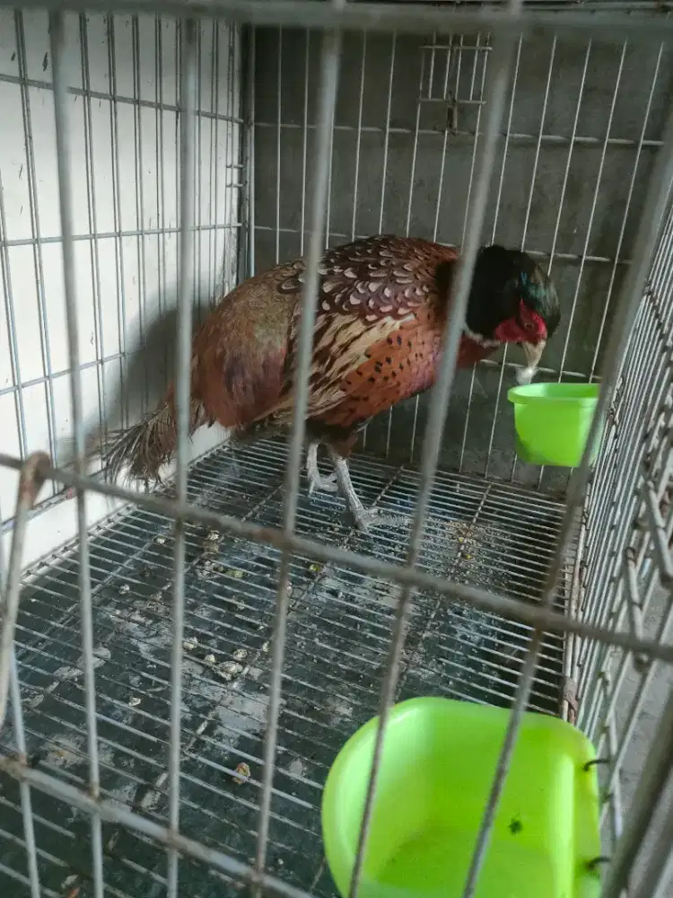 Ayam ringneck jantan warna bagus umur 1 tahunan