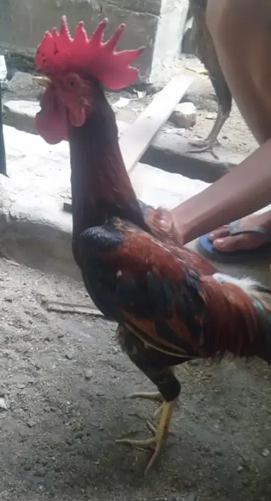 Ayam kampung x ayam Kate jantan jago