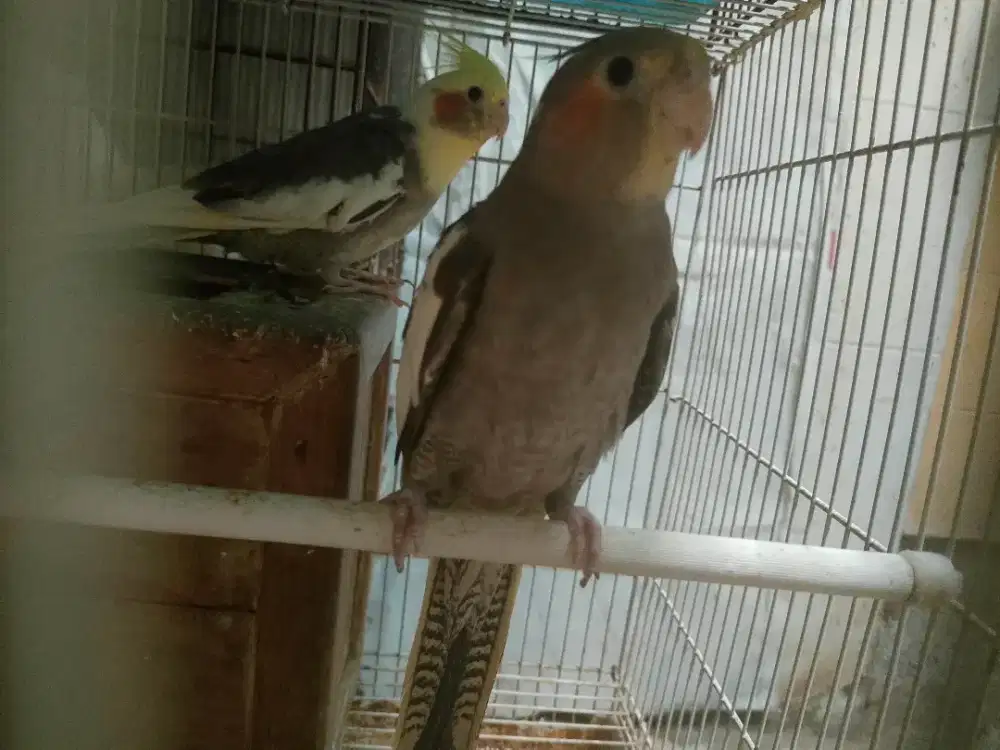 Burung parkit Australia (falk) sepasang umur 6 bulanan
