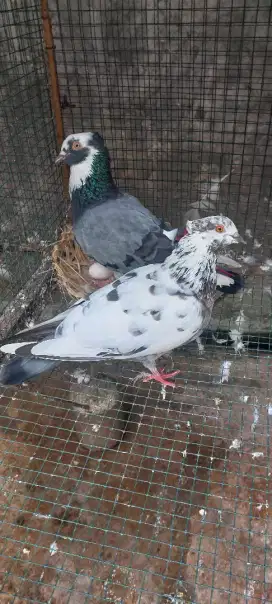 Burung Merpati Tinggian
