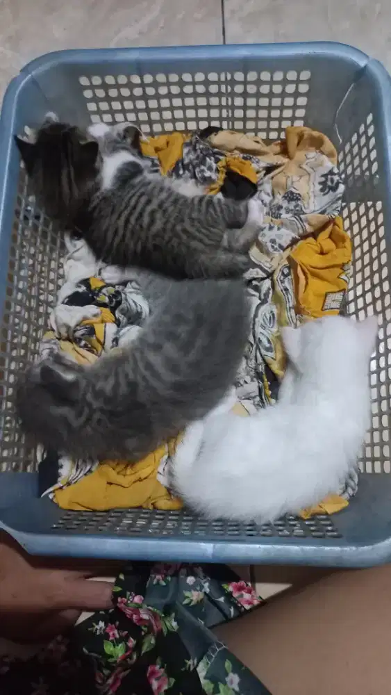 KITTEN MIX DOM PERSIA