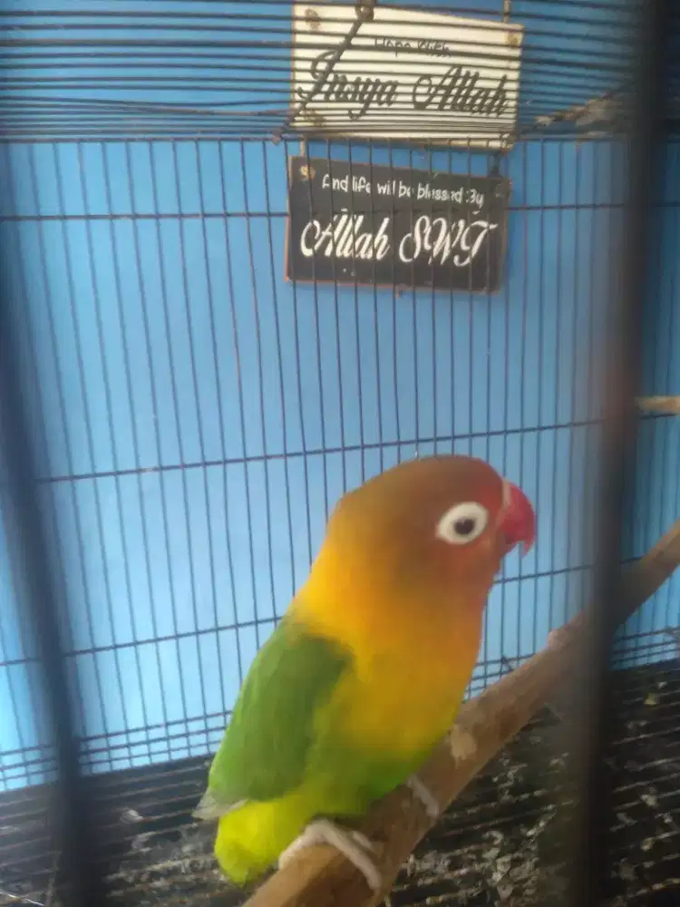 Burung Lovebird jantan gacor full