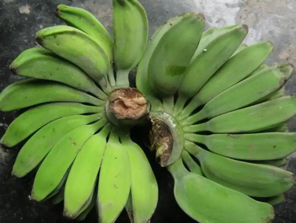 Pisang Kepok Putih pakan burung