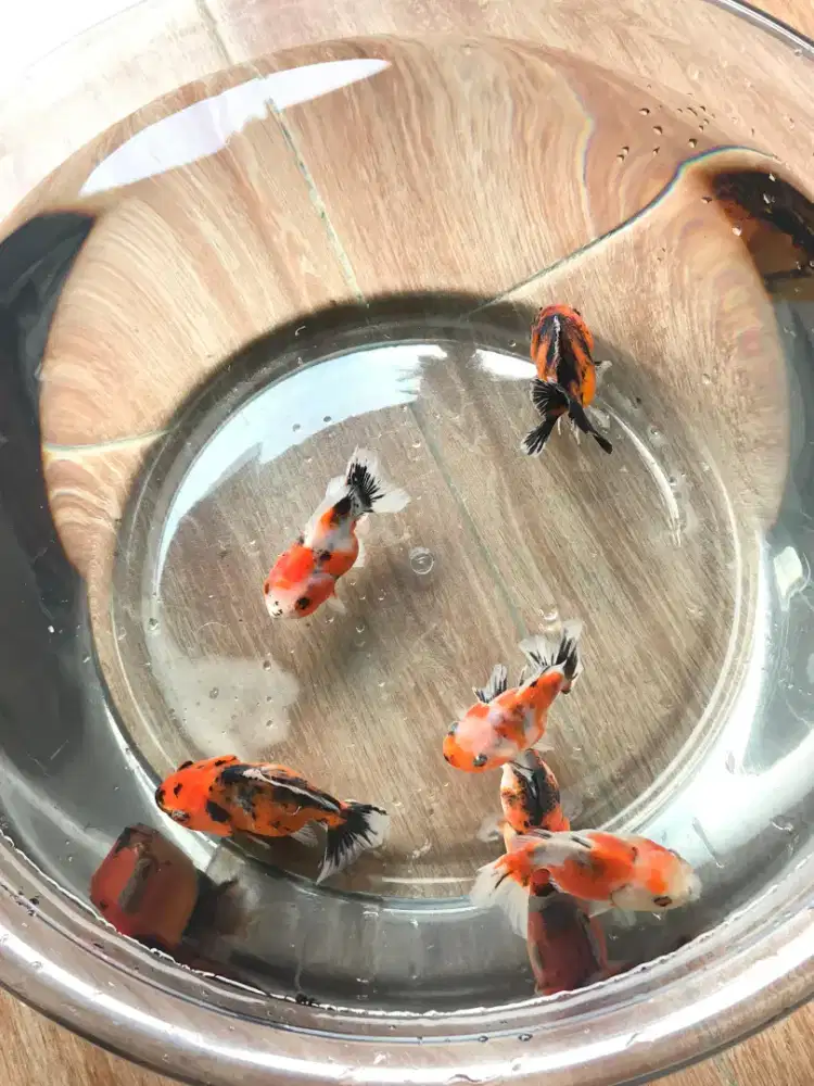 Ikan mas koki ost