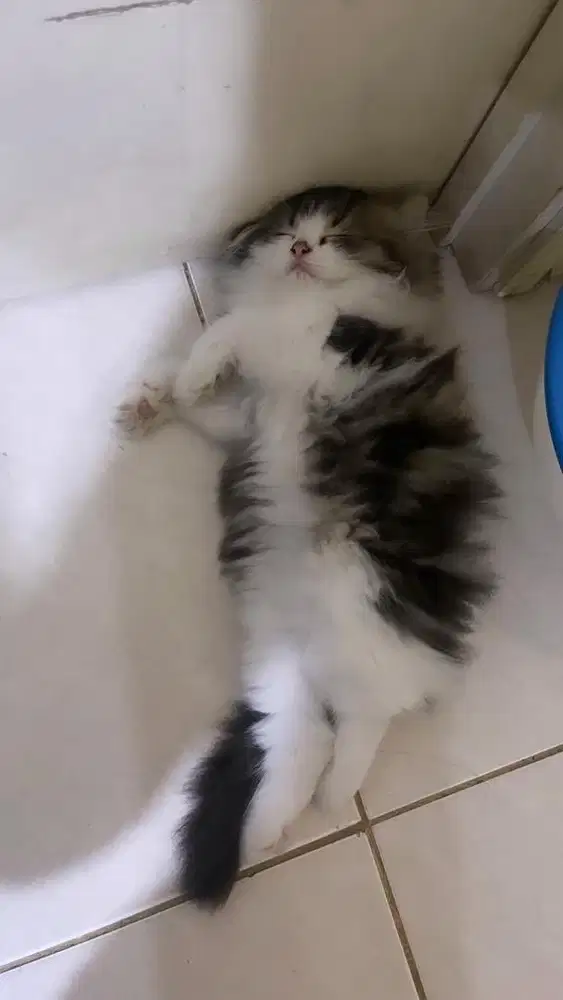 Kitten persia mix BSH