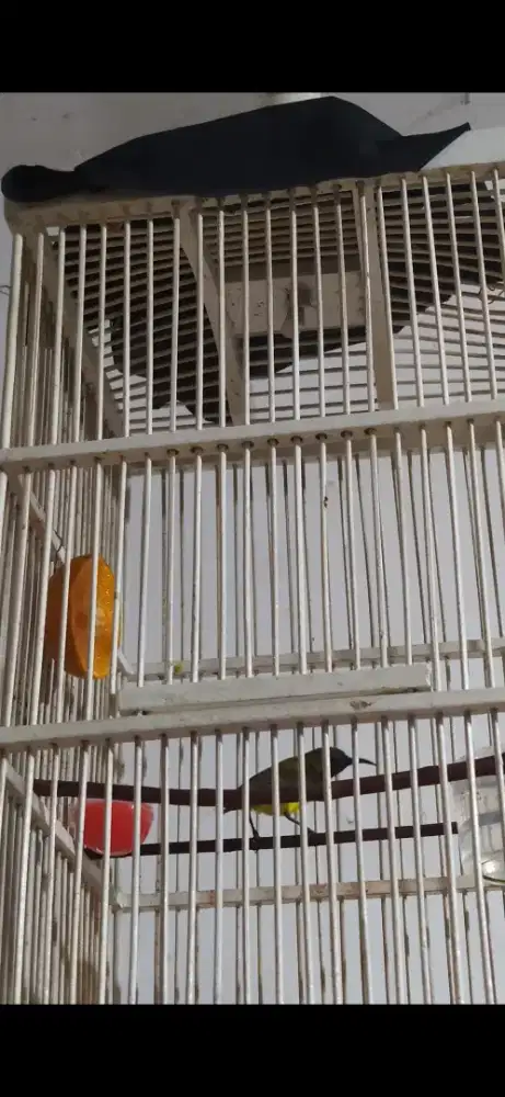 Burung Kolibri Sogon