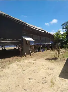 Dijual Tanah + Kandang Ayam Close House Murah