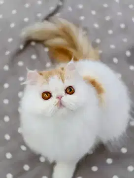 Lepas Adop kucing peaknose persia