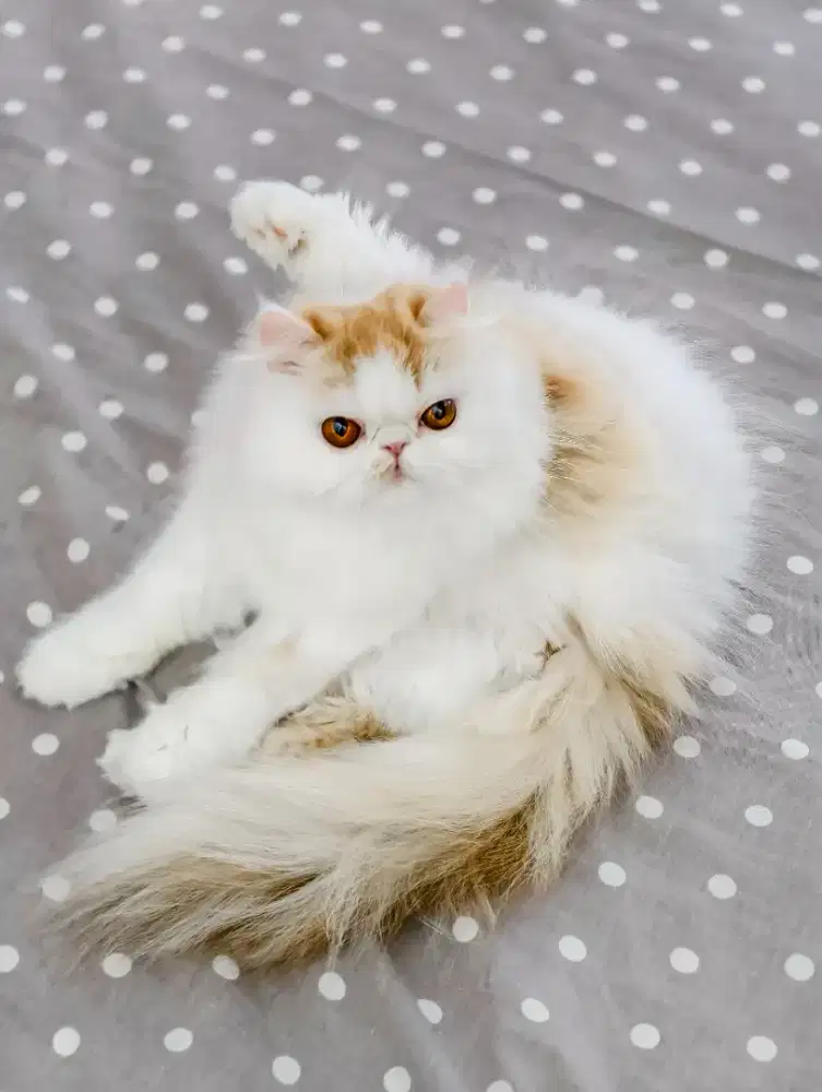 Lepas Adop kucing peaknose persia