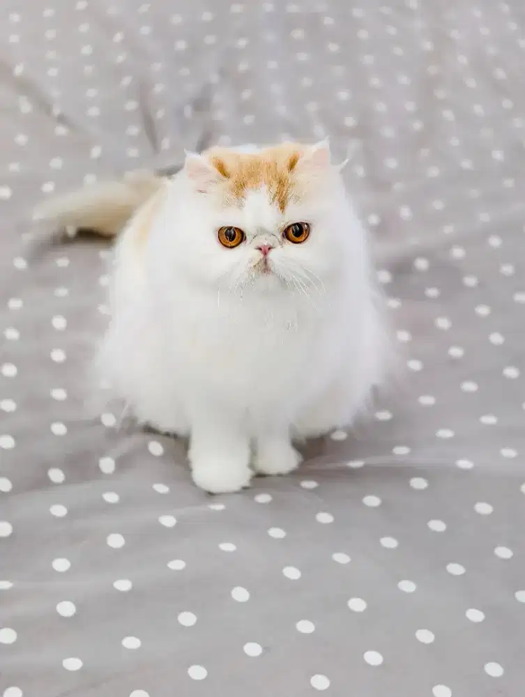 Lepas Adop kucing peaknose persia