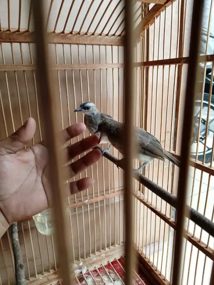 Burung trucuk 1pasang/2ekor