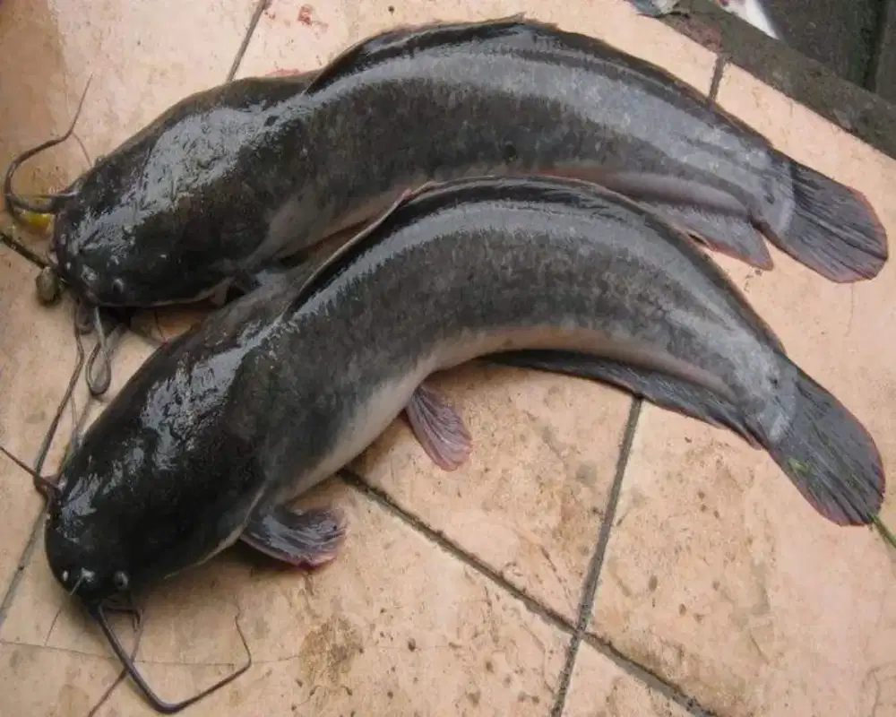 Ikan lele hidup siap konsumsi ada 100 ekor