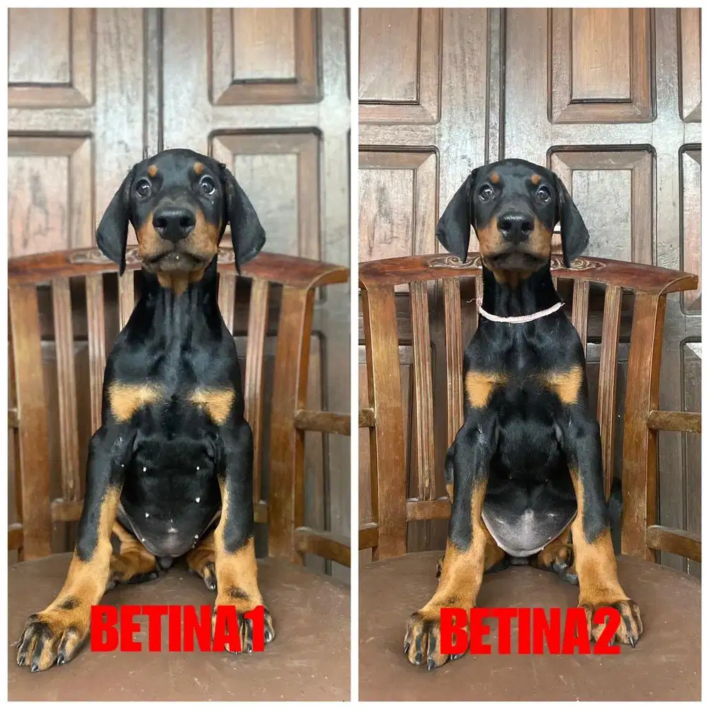 Doberman Betina Stb Vaksin