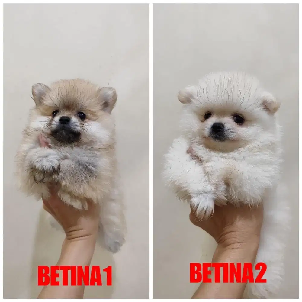 Minipom betina stb vaksin