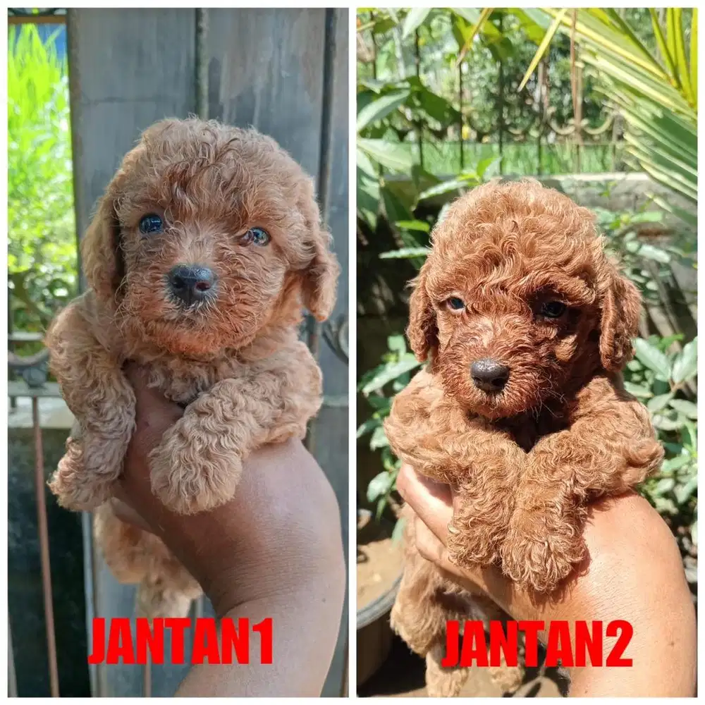 Toy poodle jantan non stb termurah