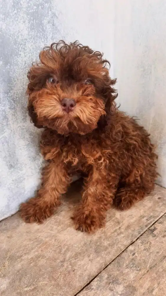 PUPPY POODLE BETINA ( UNIK RARE COLOR ) FREE KANDANG