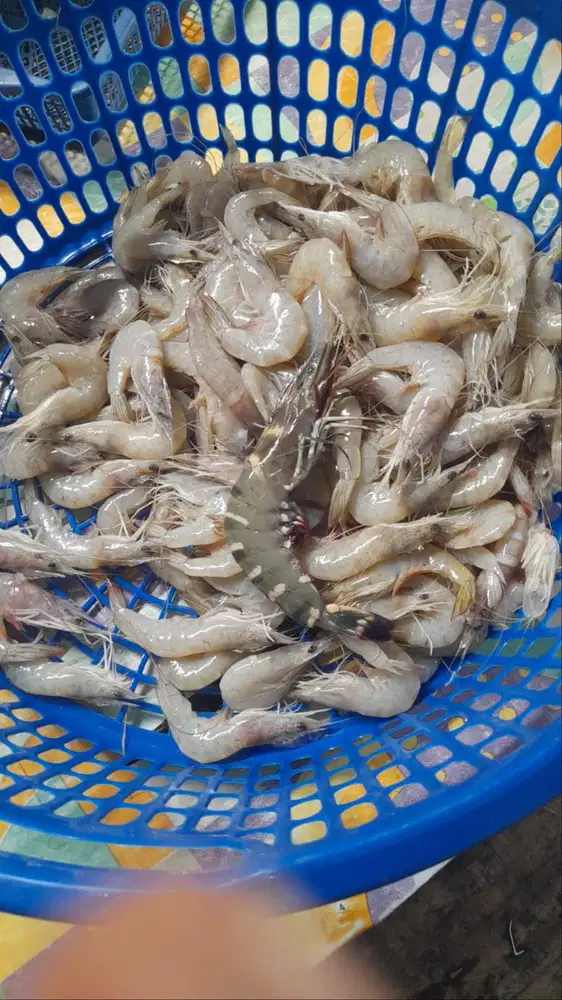 Jual Ikan dan Udang Laut segar