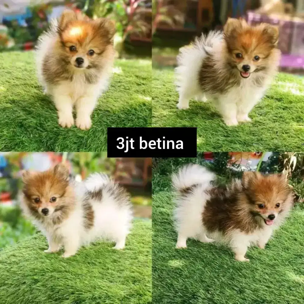 Super mini& Pomeranian & Shitzu