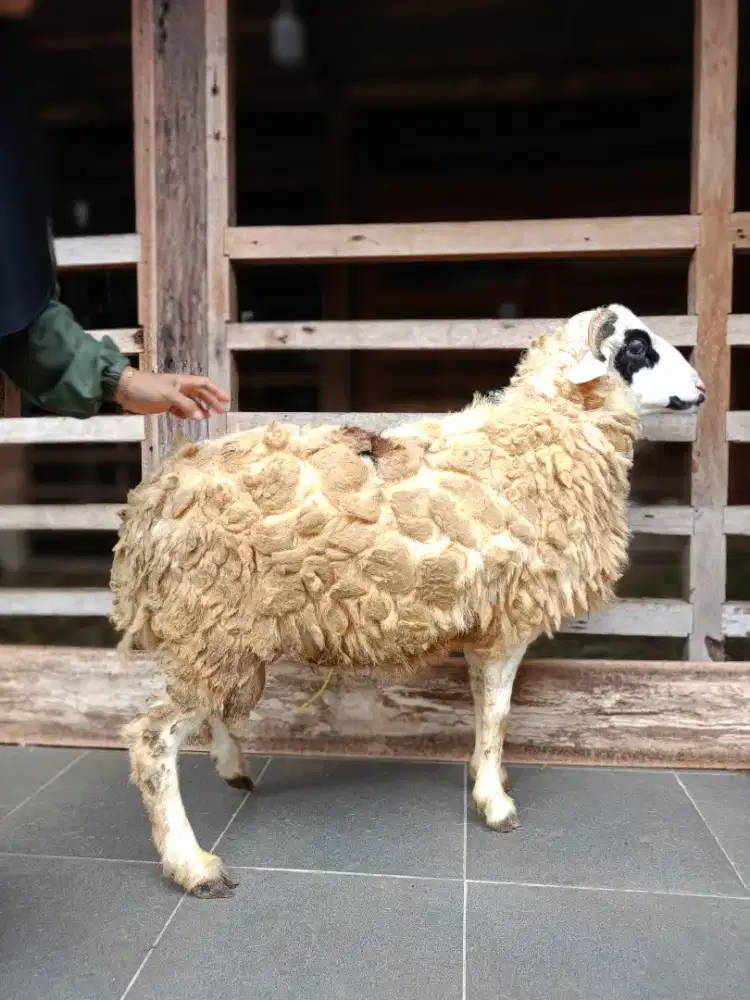jual kambing domba aqiqah, paket aqiqah, kambing hidup / potong cacah.
