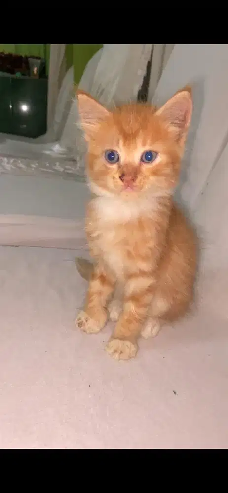 Kucing persia mix Betina