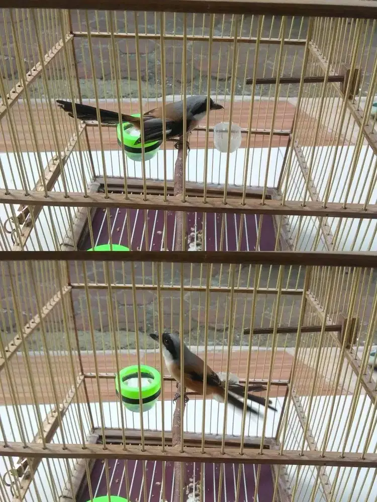 burung pentet jawa timur