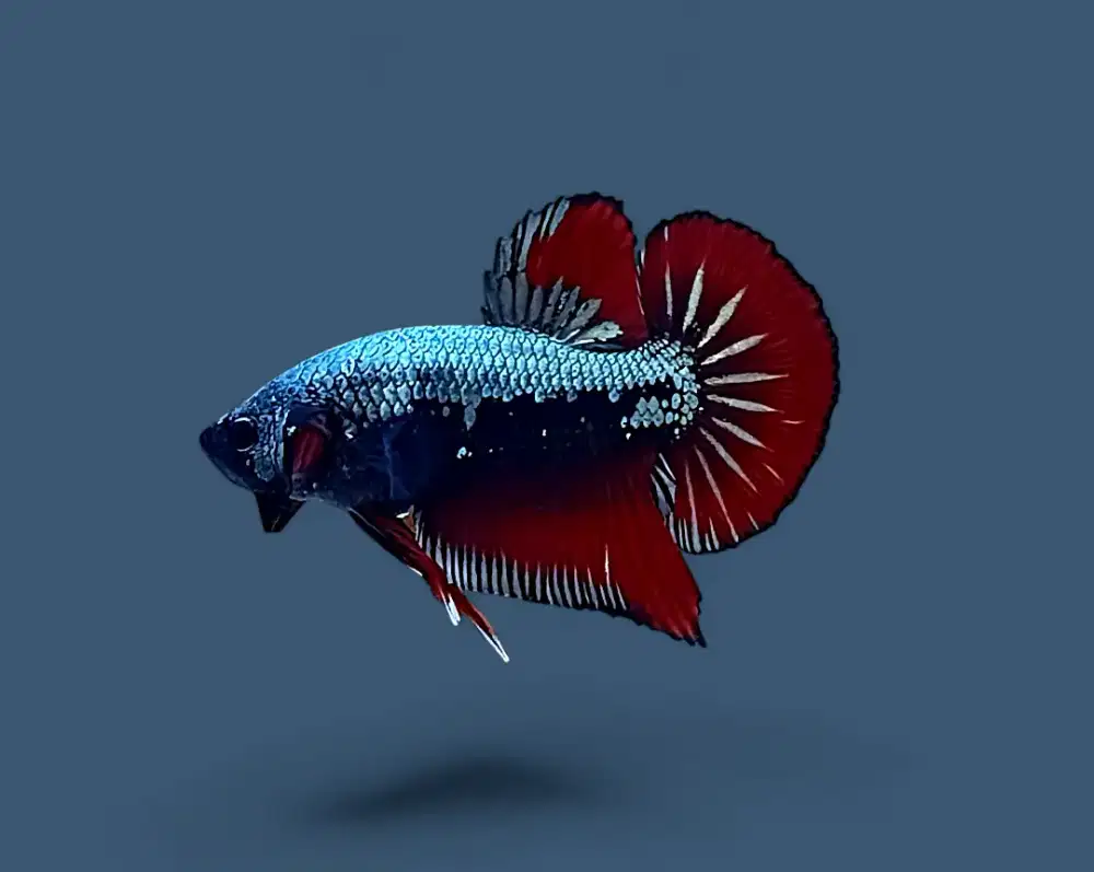 ikan cupang giant red samurai