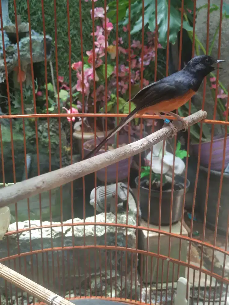 Muray batu prestasi