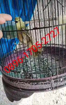 Burung cipow/sertu gacorrr