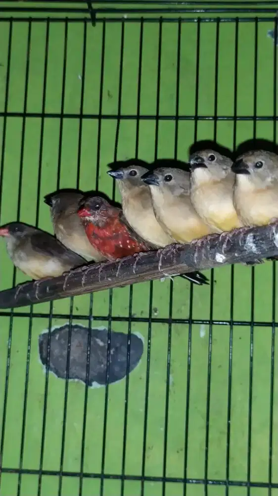 Burung strawberry Finch