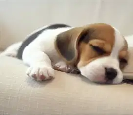 Anjing Beagle (asli tidak campuran)