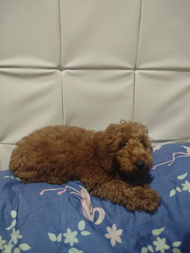 DIJUAL ANJING JANTAN RED TOY POODLE 2,5 BULAN