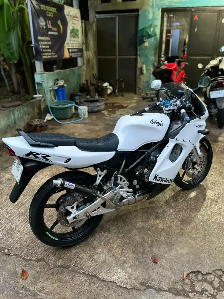 NINJA RR OLD ALBINO