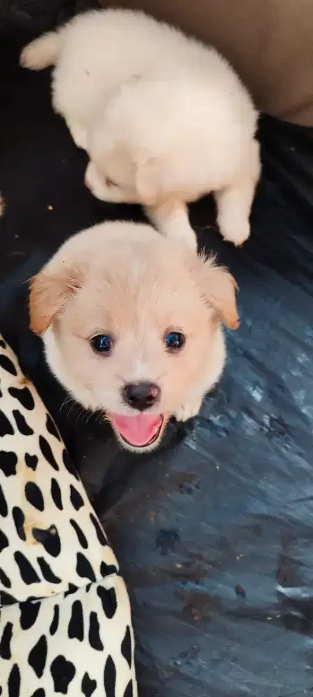jenis corgi x sitsu