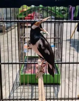 Jalak suren jawa jantan gacor jinak