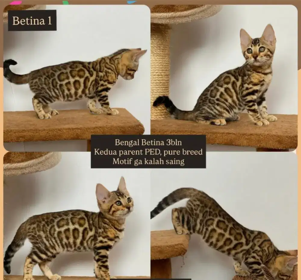 Anak kucing betina