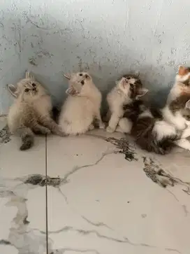 Kucing persia medium