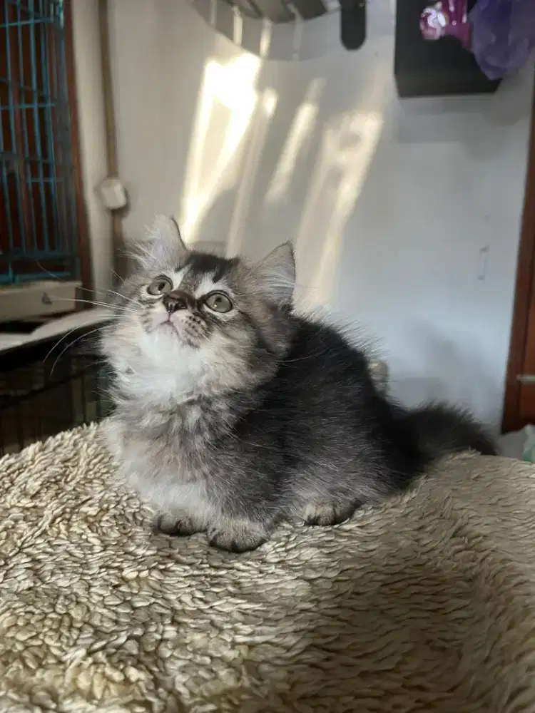 Kucing Munchkin Top Standar jantan